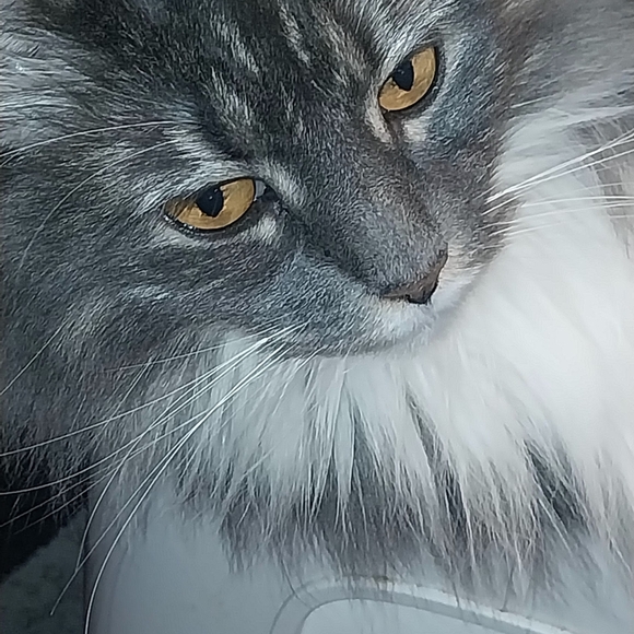 Meet your Posher, Nikki - Picture 6 of 13